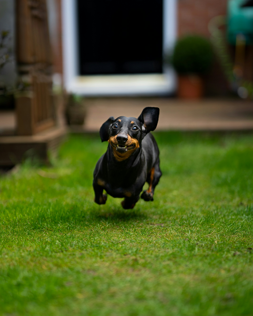 Dachshund